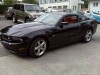 Mustang2010_002.jpg